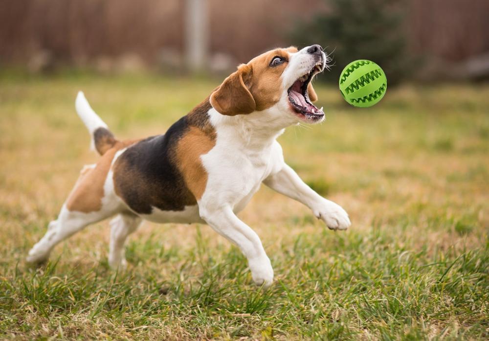 Interactive Tooth Cleaning Ball Toy